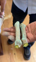 Load image into Gallery viewer, Tindora Cuttings - Set Of 8
