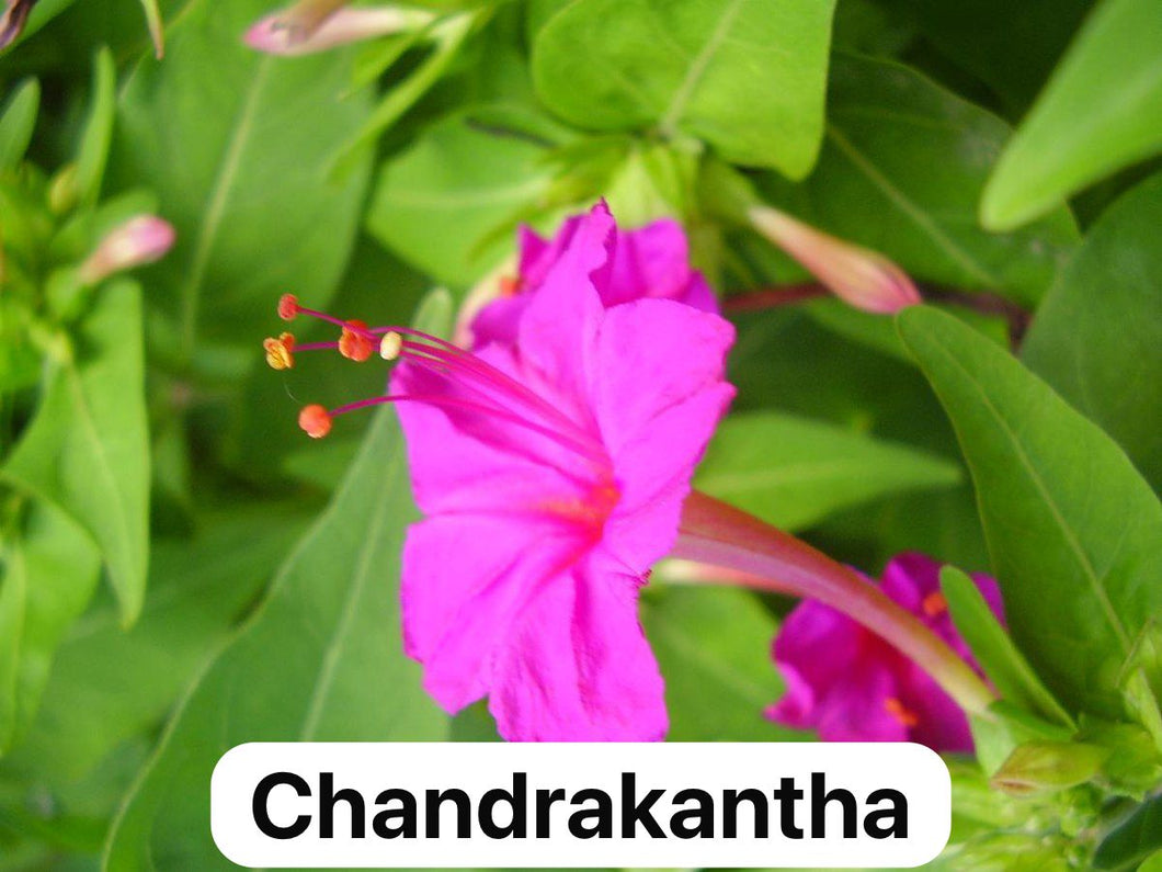 Chandrakantha - 4” pot - Free Shipping