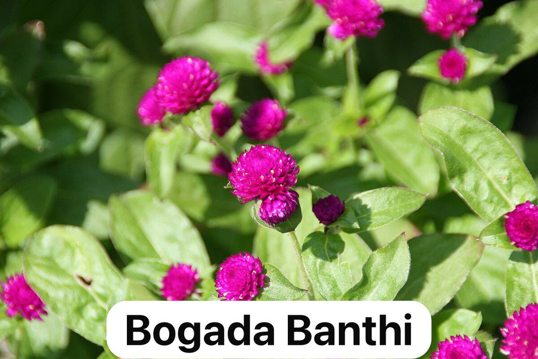 Bogada Banthi - 4” pot - Free Shipping