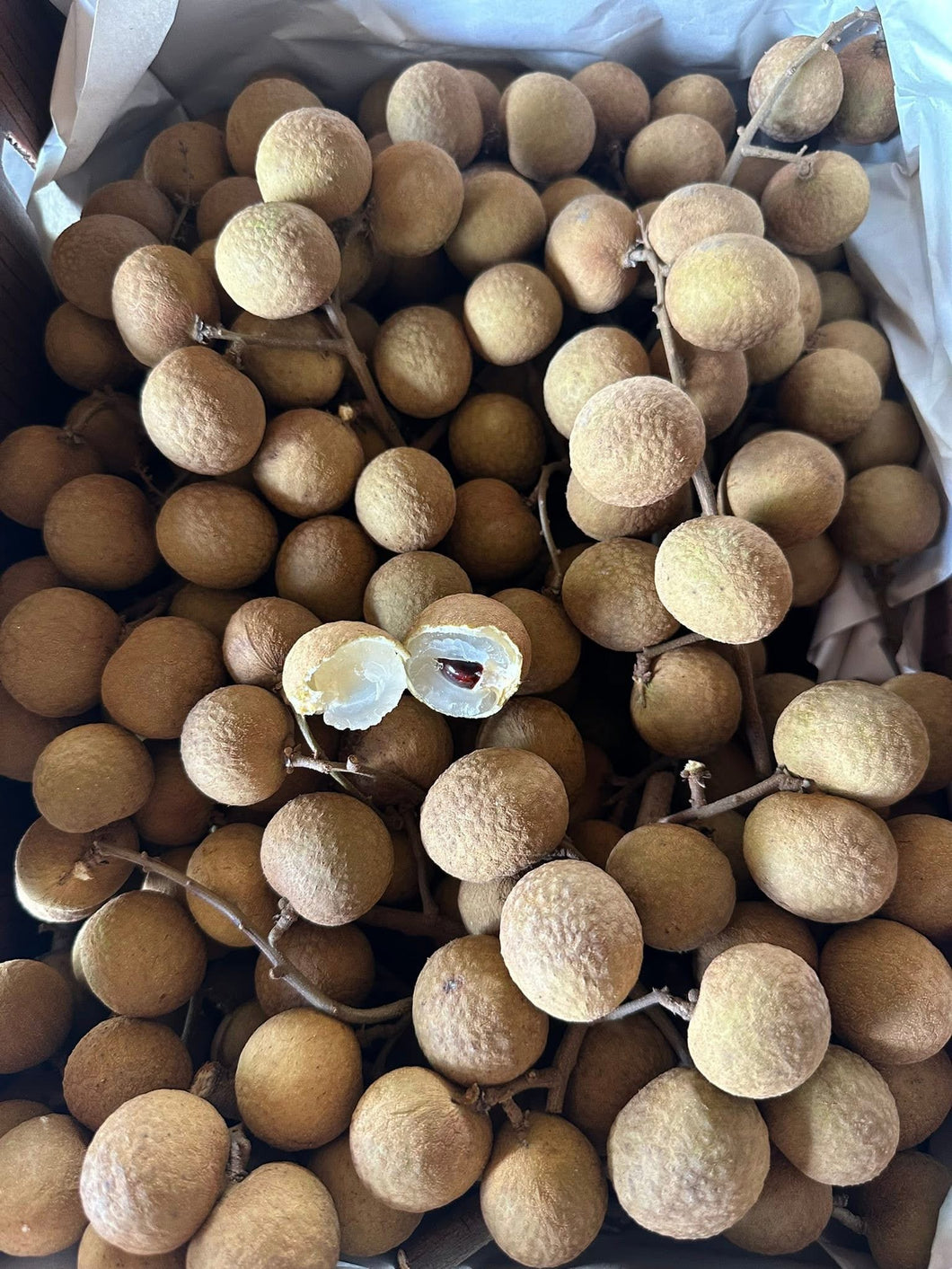 (“Pre Order”) Longan  - Free Shipping