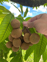 Load image into Gallery viewer, (“Pre Order”) Longan  - Free Shipping
