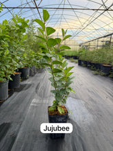 Load image into Gallery viewer, (2 weeks Wait Time) Small Indian Regi / Jujube - 4” Plant - Free Shipping
