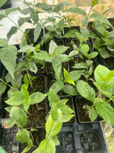 Load image into Gallery viewer, VVF007 - Parijatam / పారిజాతం - Single Liner In 4” pot
