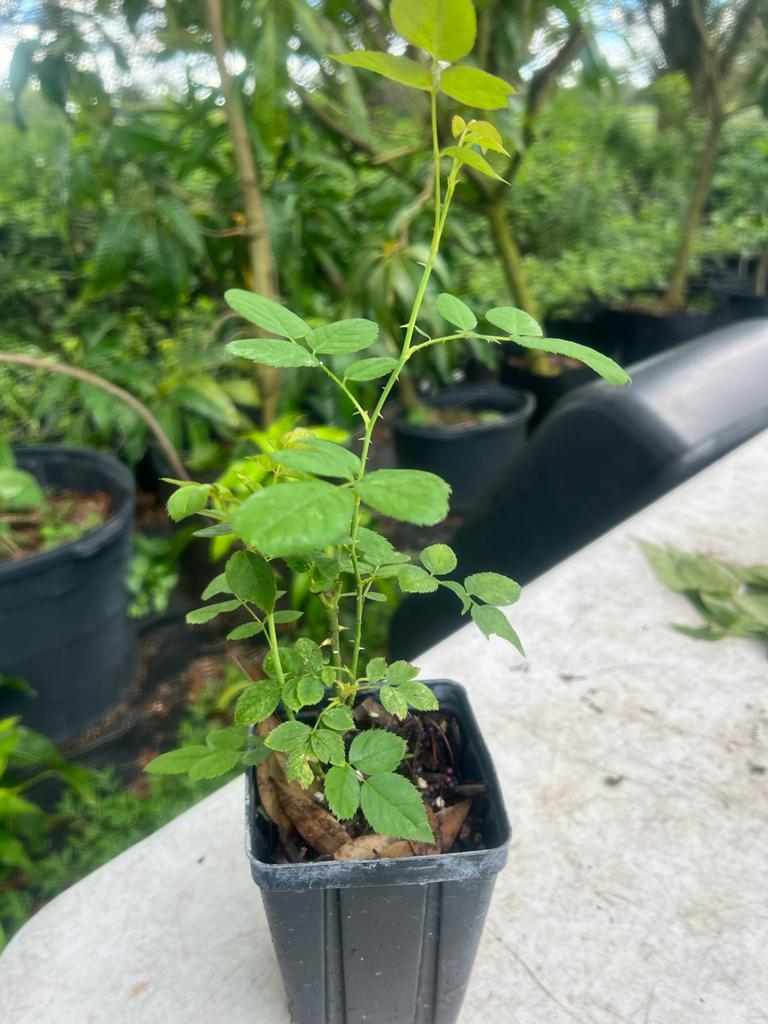 paneer rose seeds Sayani Paneer Rose - 4” Pot