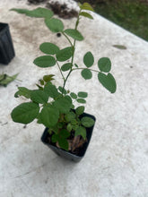 Load image into Gallery viewer, Sayani Paneer Rose - 4” Pot - Free Shipping

