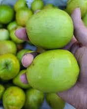 Load image into Gallery viewer, Big Jujube / Regi Pallu - 5 LB - Free Express Shipping
