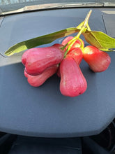 Load image into Gallery viewer, Red Wax Apple - 5 LB - Free Express Shipping
