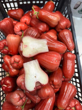 Load image into Gallery viewer, Red Wax Apple - 5 LB - Free Express Shipping
