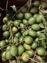 Load image into Gallery viewer, June Plum - (20 LB) - Free Express Shipping
