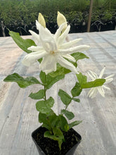 Load image into Gallery viewer, VVF013 - Belle Of India Jasmine - 4” pot - Free Shipping

