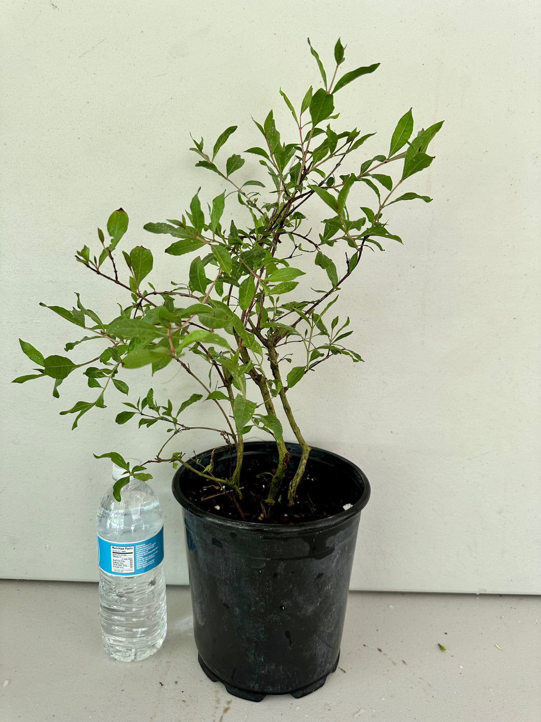 Henna - 1 Gallon Pot - Free Shipping
