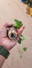 Load image into Gallery viewer, Tindora plant - 4” Pot - Free Shipping - PreOrders
