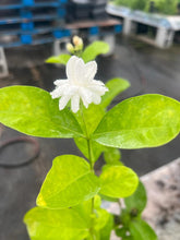Load image into Gallery viewer, VVF011 - Jasmine / DontaraMalli - 4” pot
