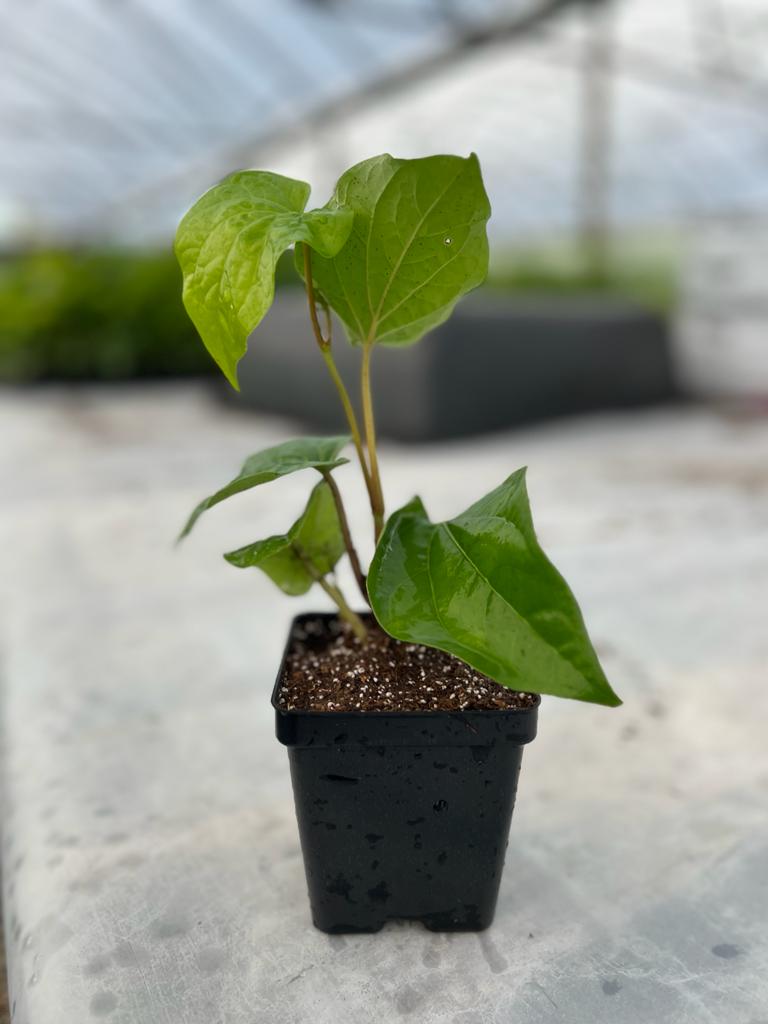 Betel Leaf / తమలపాకు plant - 4” Pot - Free Shipping