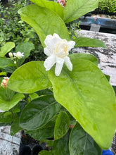 Load image into Gallery viewer, VVF011 - Jasmine / DontaraMalli - 4” pot
