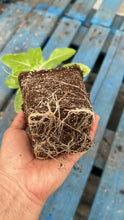 Load image into Gallery viewer, Tulasi - 4” pot - Free Shipping
