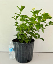 Load image into Gallery viewer, Arabian Jasmine - 3 Gallon Pot
