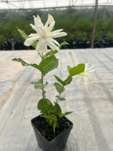 Load image into Gallery viewer, VVF013 - Belle Of India Jasmine - 4” pot - Free Shipping
