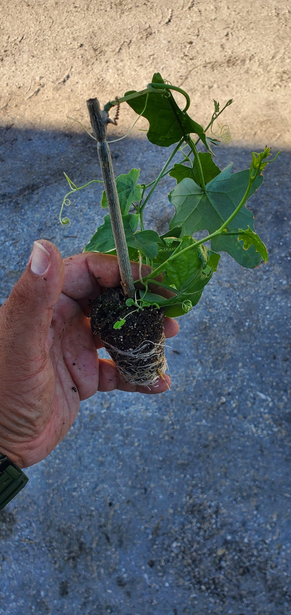 tindora plant from seeds Tindora plant - 4” Pot - Free Shipping