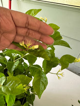 Load image into Gallery viewer, Arabian Jasmine - 3 Gallon Pot
