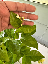 Load image into Gallery viewer, Arabian Jasmine - 3 Gallon Pot
