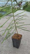 Load and play video in Gallery viewer, (2 weeks Wait Time) Khejri / Shami / Jammi / Jand Plant - 4” Plant - Free Shipping
