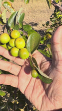 Load and play video in Gallery viewer, Small Green Raw Jujube / Regi Pallu - 5 LB - Free Express Shipping
