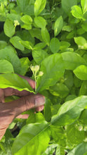 Load and play video in Gallery viewer, VVF013 - Belle Of India Jasmine - 4” pot - Free Shipping
