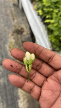 Load image into Gallery viewer, VVF011 - Jasmine / DontaraMalli - 4” pot
