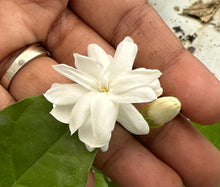 Load image into Gallery viewer, VVF011 - Jasmine / DontaraMalli - 4” pot
