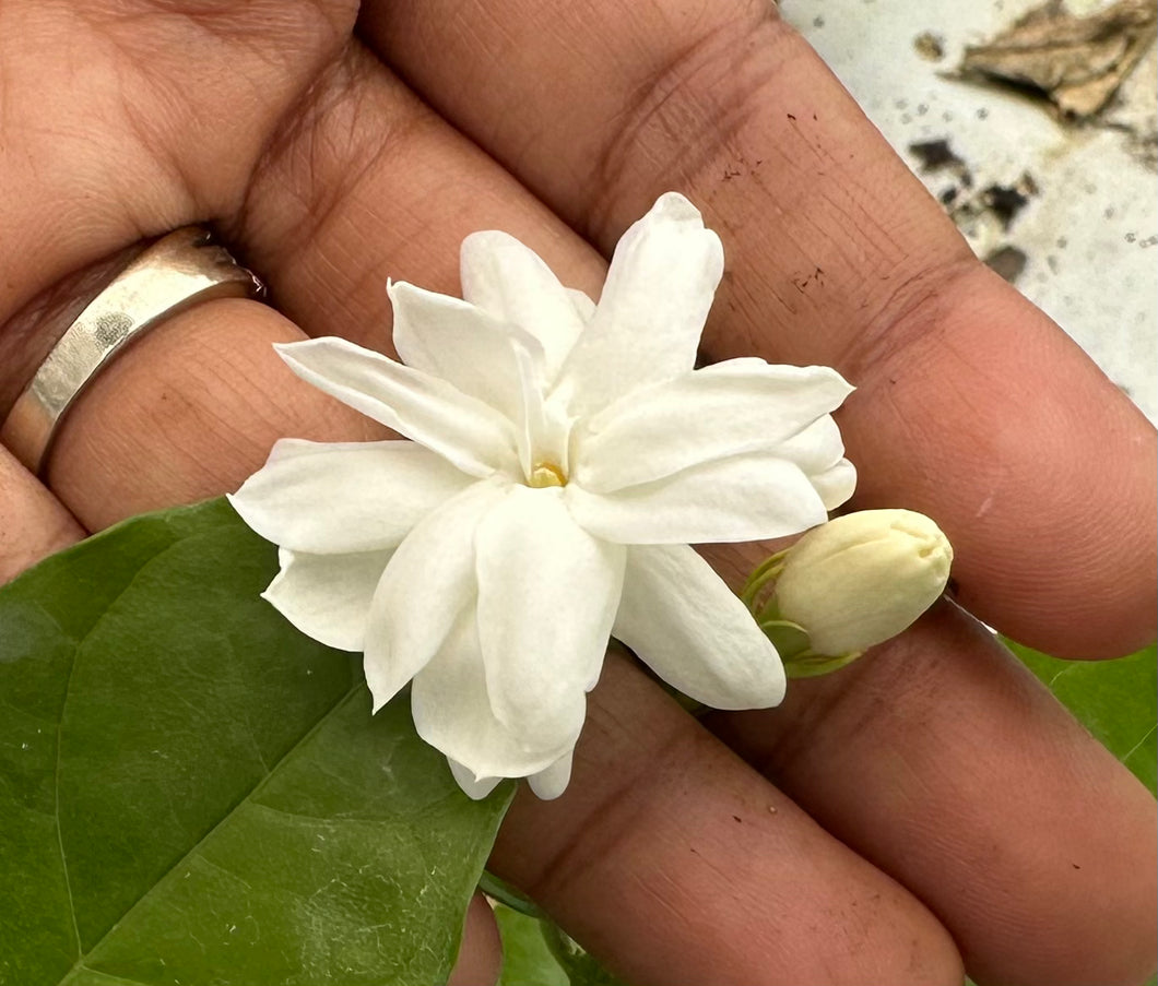 VVF011 - Jasmine / DontaraMalli - 4” pot