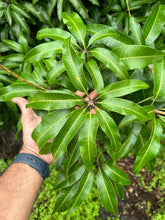 Load image into Gallery viewer, Mango Leaves - 10LB - Free Shipping
