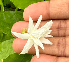 Load image into Gallery viewer, VVF013 - Belle Of India Jasmine - 4” pot - Free Shipping
