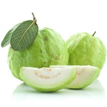 Load image into Gallery viewer, Thai White Guava Plant - Air Layered

