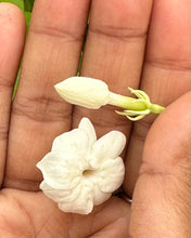 Load image into Gallery viewer, VVF002- Arabian Jasmine - Single Liner in 4” pot
