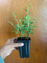 Load image into Gallery viewer, VVF001- Henna / గోరింటాకు - Single Liner in 4” pot
