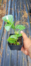 Load image into Gallery viewer, VVF002- Arabian Jasmine - Single Liner in 4” pot
