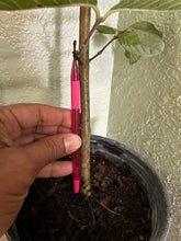 Load image into Gallery viewer, Thai White Guava Plant - Air Layered
