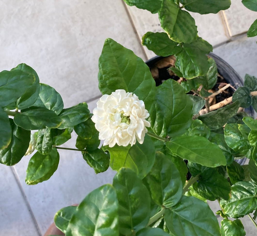 VVF012 - Grand Duke Jasmine - Single Liner in 4” pot