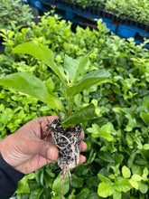 Load image into Gallery viewer, VVF011 - Jasmine / DontaraMalli - 4” pot
