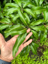 Load image into Gallery viewer, Mango Leaves - 10LB - Free Shipping
