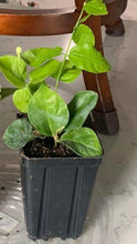 Load image into Gallery viewer, VVF011 - Jasmine / DontaraMalli - 4” pot
