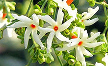 Load image into Gallery viewer, VVF007 - Parijatam / పారిజాతం - Single Liner In 4” pot
